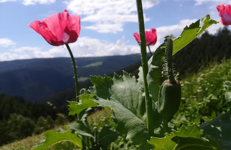 Quer durch den Tholer Hof